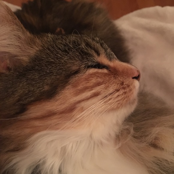 Meet your Posher, Amber - Picture 2 of 2